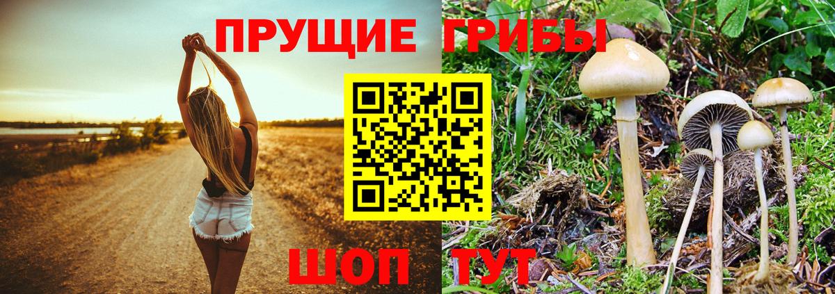 Галлюциногенные грибы Psilocybine cubensis Валуйки